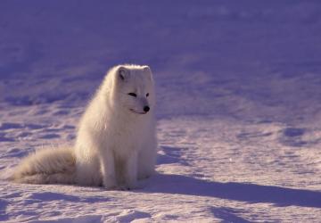 The Cunning Arctic Fox: Master of Adaptation