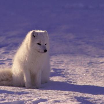 The Cunning Arctic Fox: Master of Adaptation