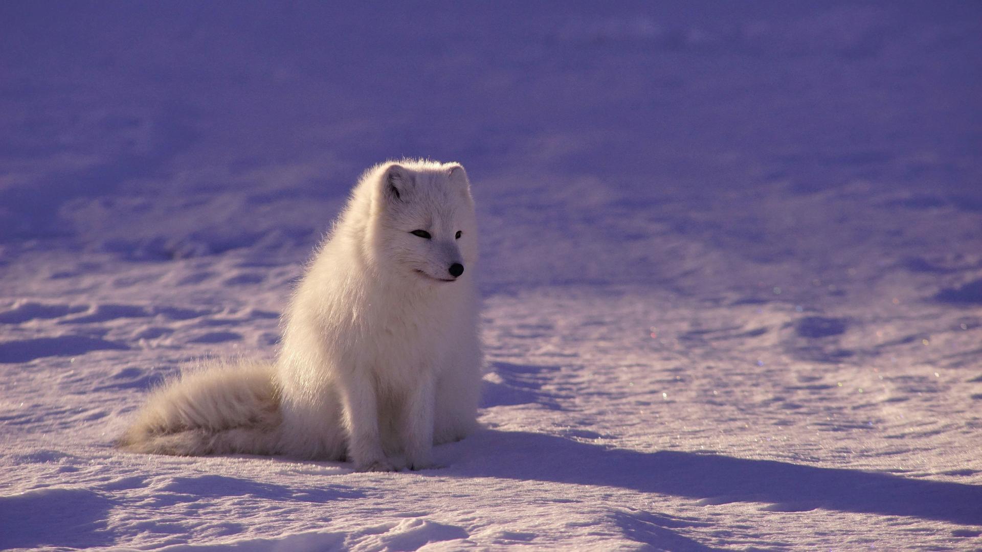 The Cunning Arctic Fox: Master of Adaptation